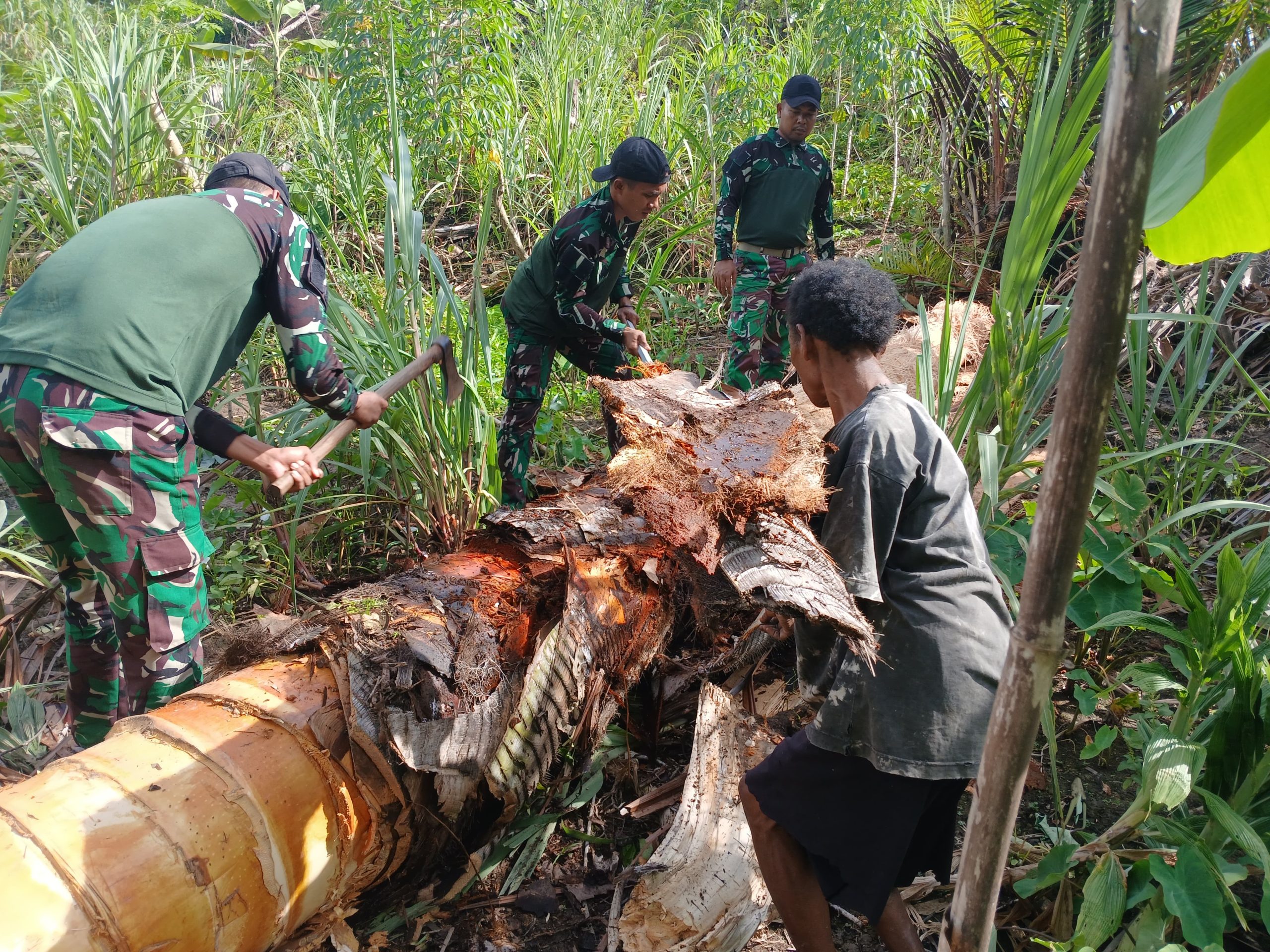 Lestarikan Kearifan Lokal, Satgas Yonif 512 QY Bersama Warga Kampung Bompai Panen Sagu.