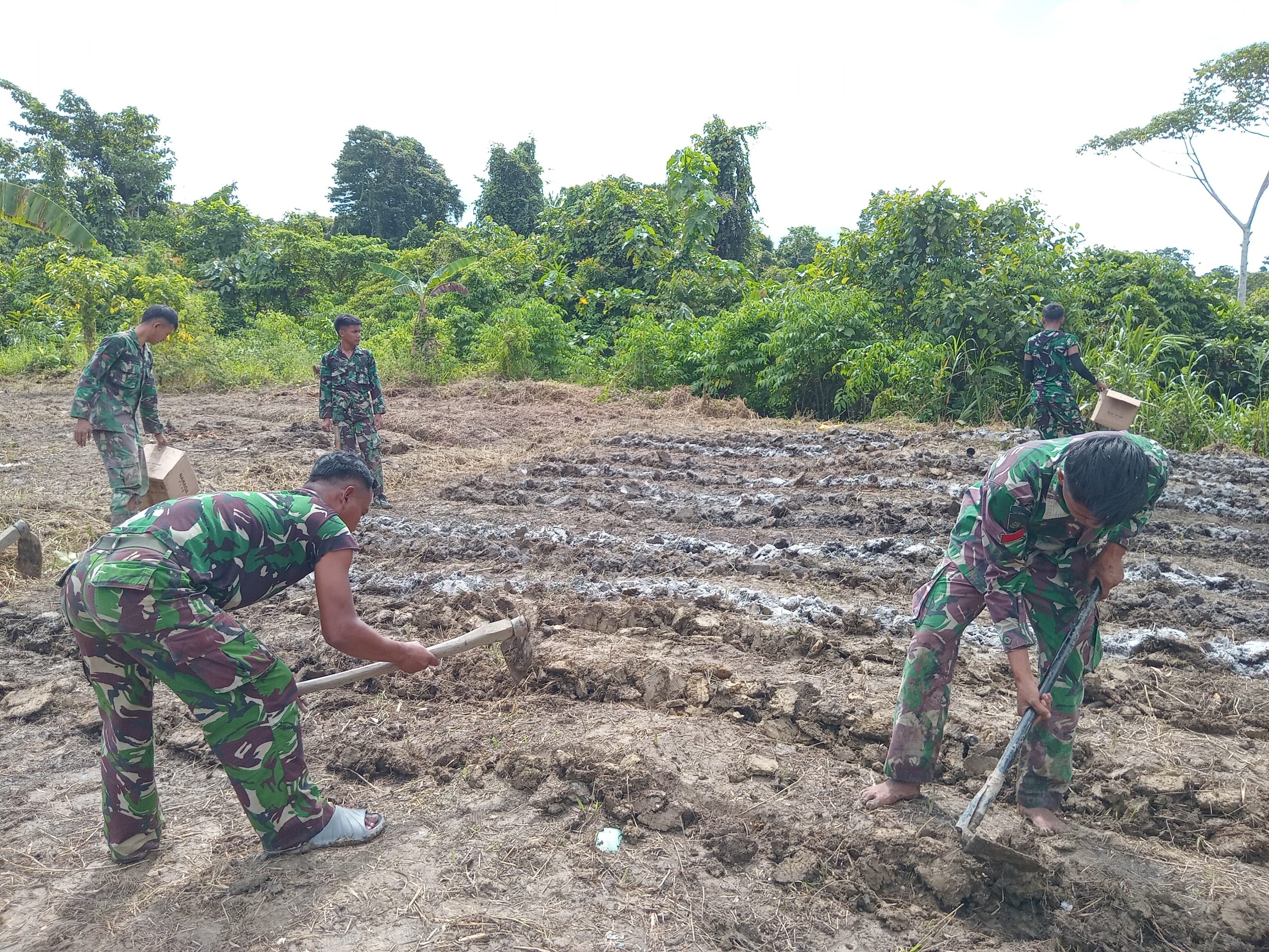 Dari Abu Jadi Harapan, Pos Karang Satgas Yonif 512 QY dan Warga Kampung Yuwainda Bersama Menyuburkan Tanah.