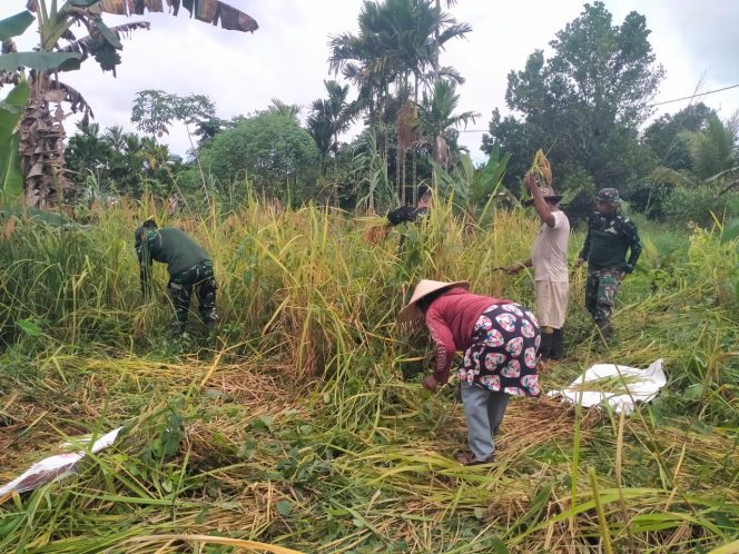 
					Hasil Ketahanan Pangan Panen Pertama Padi Gogo, Satgas Yonif 512 QY Turun Bantu Petani di Distrik Senggi.