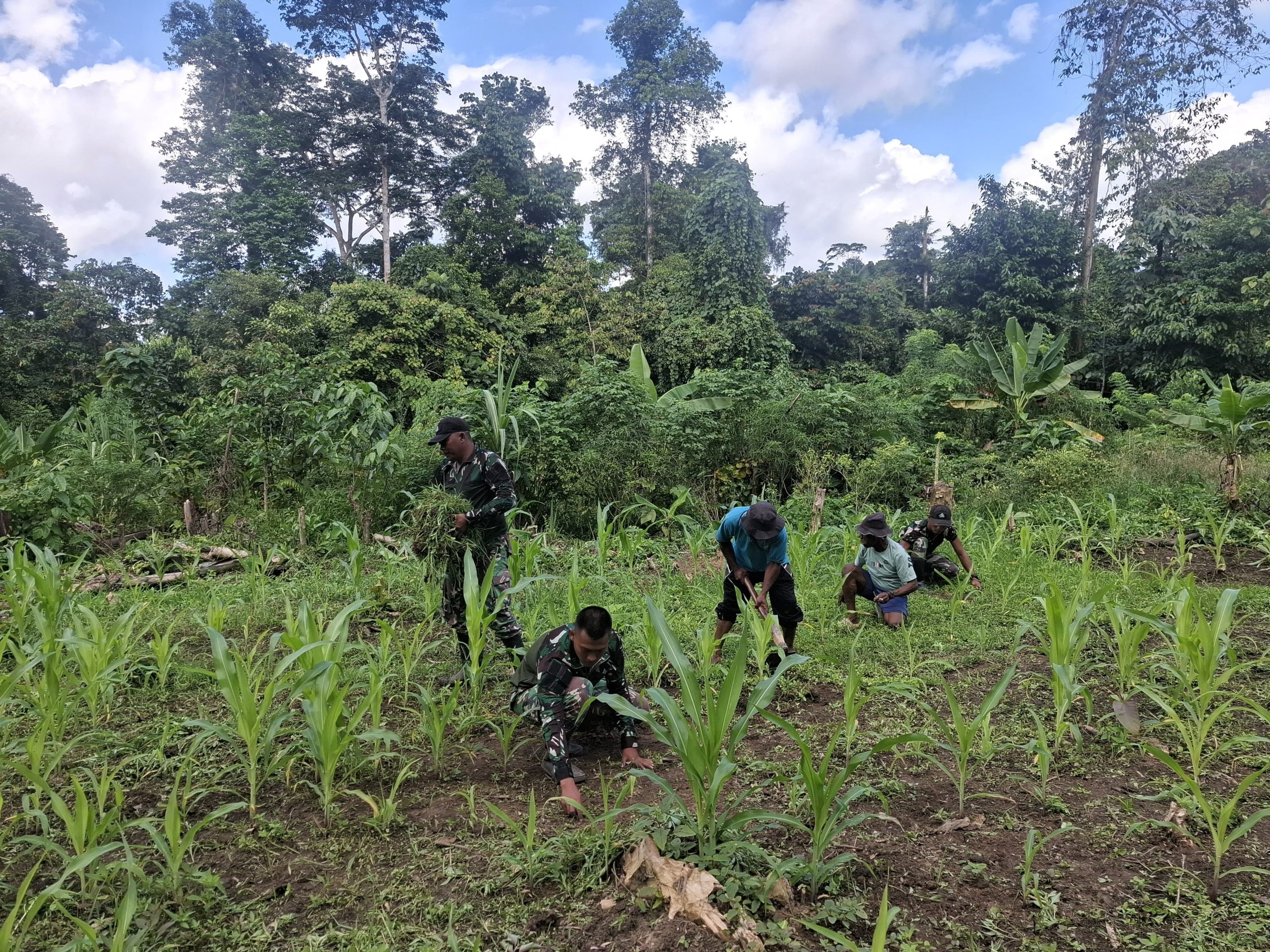 Jagung Tumbuh Subur, Harapan Tumbuh Maju, Satgas Yonif 512 QY Dukung Ketahanan Pangan di Kampung Unggalom